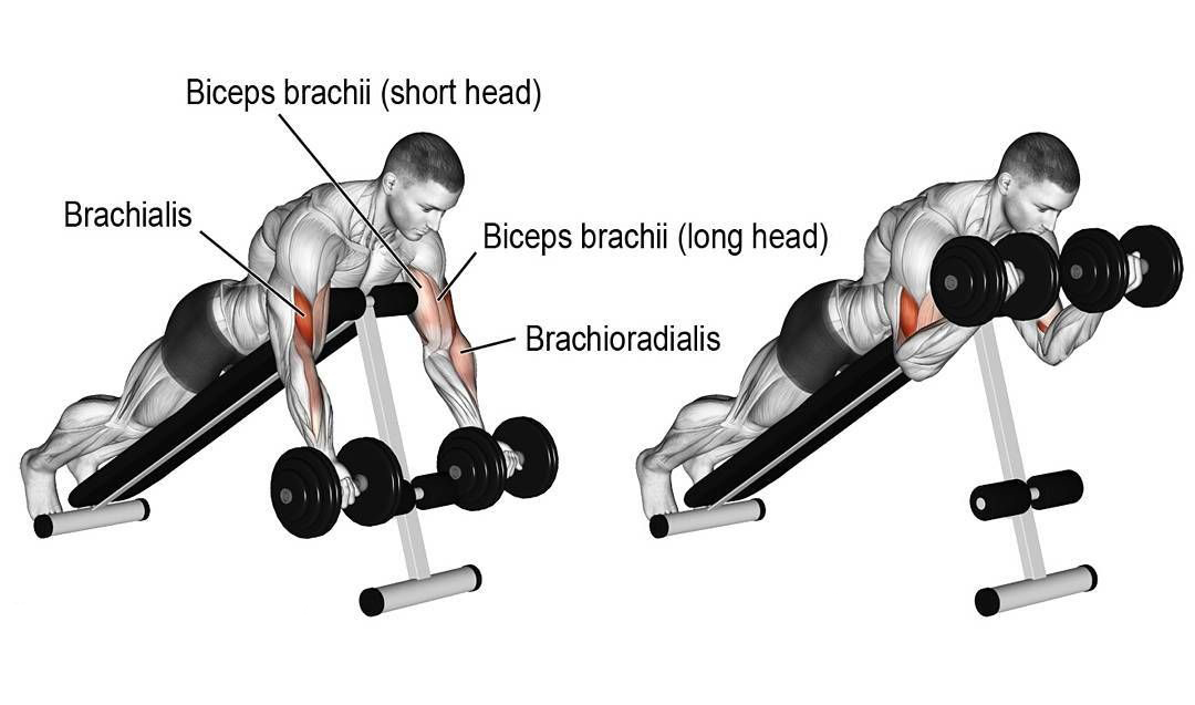 Chest Front Raises Barbell Front Raise