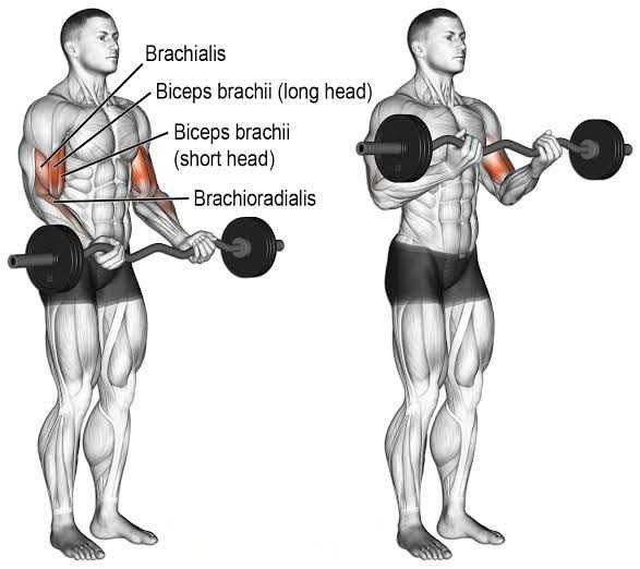 EZ Bar Front Raise Exercises Barbell Front Raise