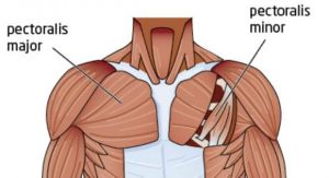 Strengthens the anterior deltoids (front delts)